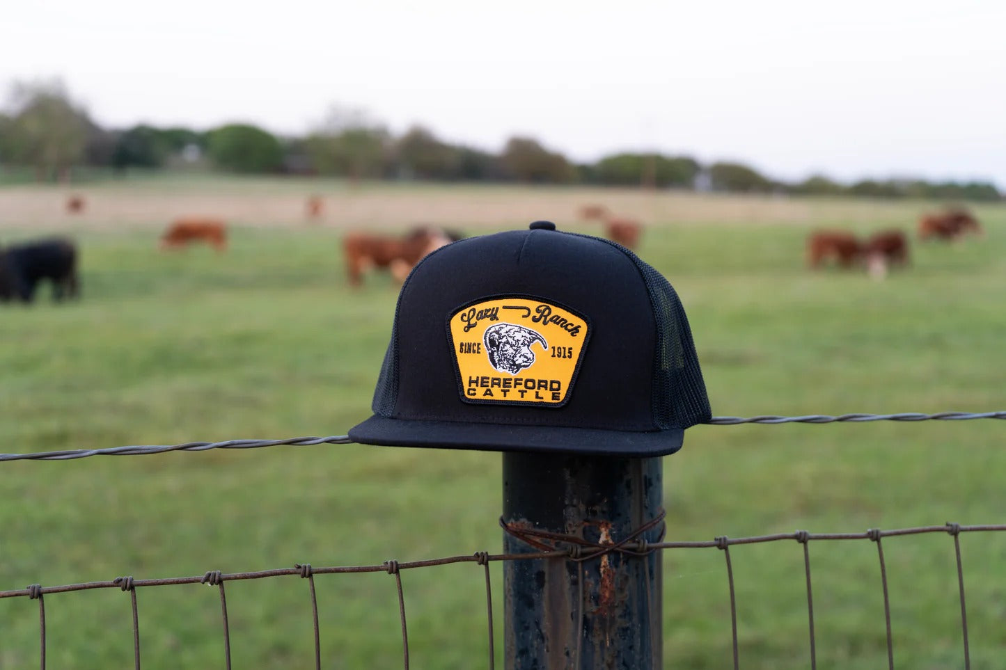 The Hot Shot Hat in Blk/Gold by Lazy J Ranch